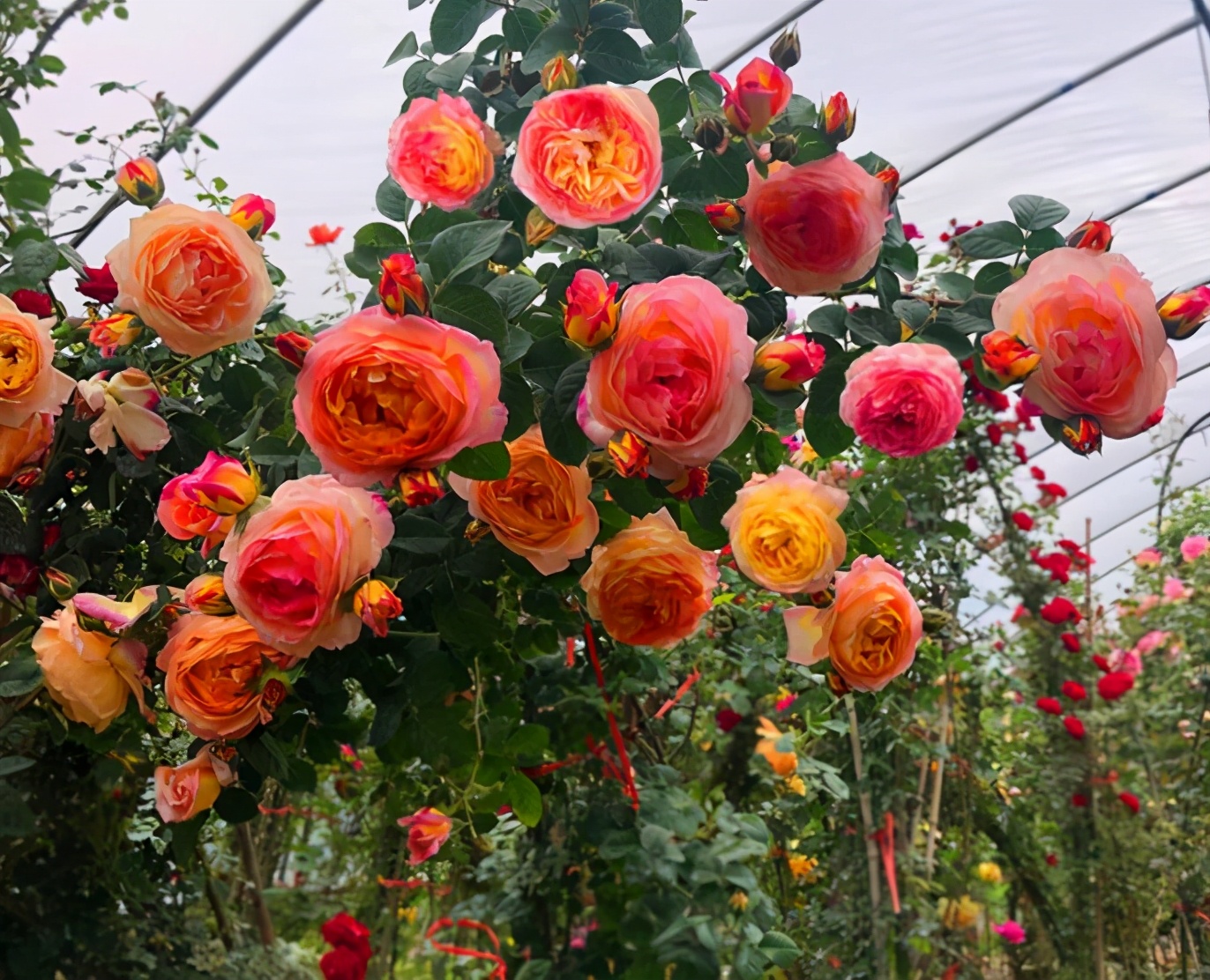 适合院子有藤的花,适合做花墙的藤本月季推荐