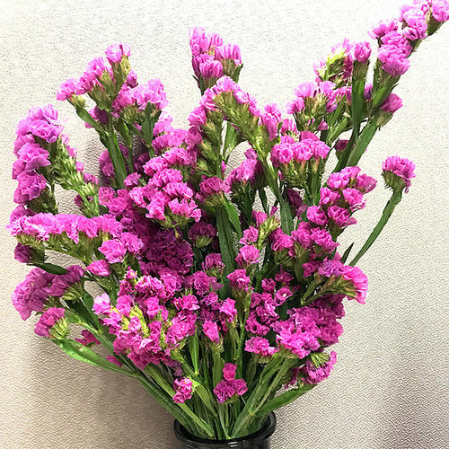 鲜花插花技巧专业术语,插花常见鲜花名称大全