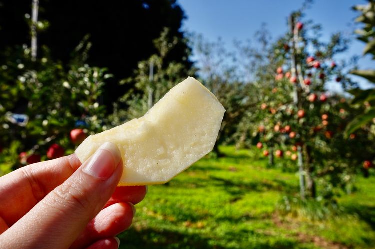 日本自由行奈良,日本秋田大馆旅游