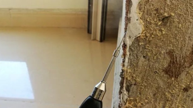 怎么消灭白蚁彻底根除,能喷灭白蚁又不伤害树苗的方法