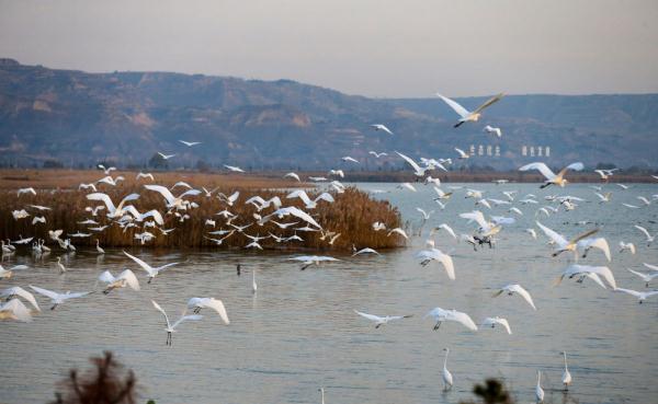 冬天来合阳，赏万顷芦荡，候鸟齐飞（组图）