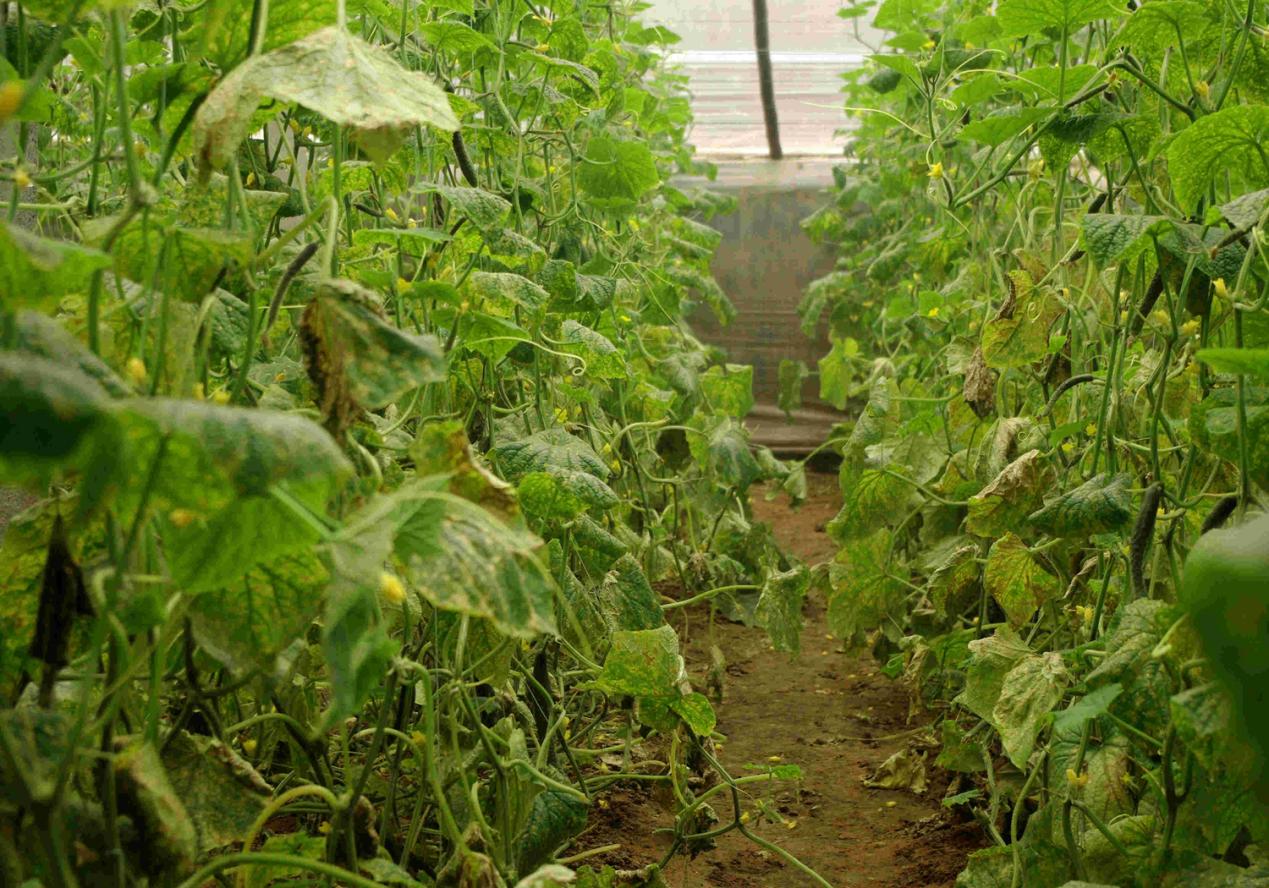 如何进行作物缺素症状的田间识别,缺素病害详解大全