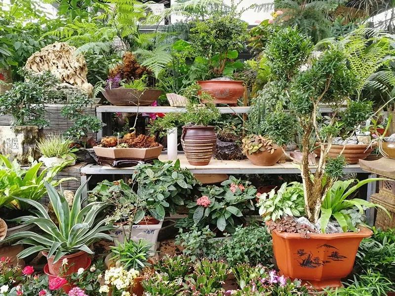 集美的郁金香花海,集美的花卉世界