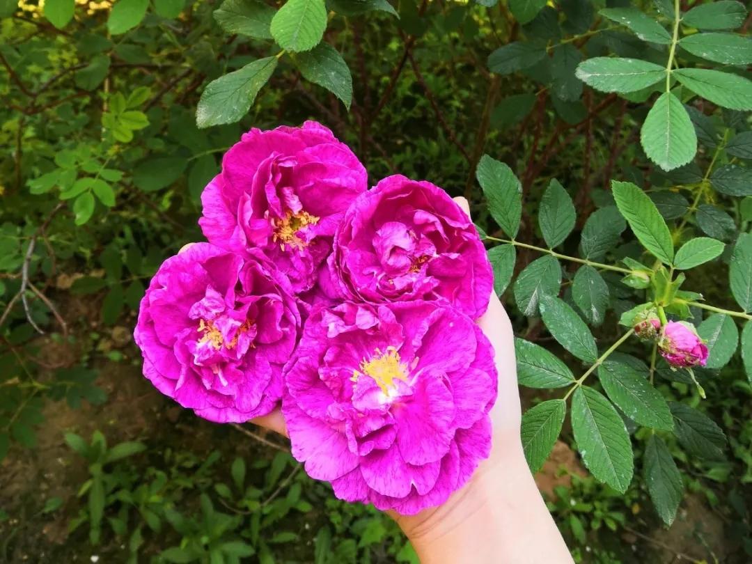 教你如何避开假货买到真品,一张图告诉你怎样分辨假货