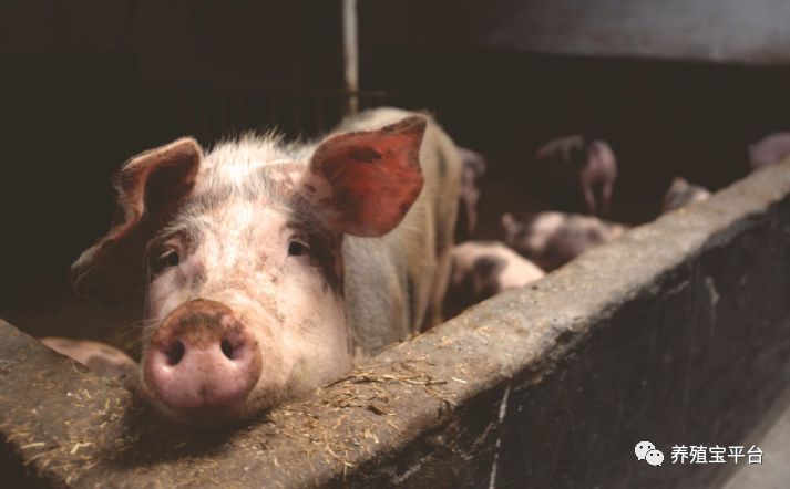 猪脱肛最好的自我恢复方法,猪脱肛肠子出来了还能活几天