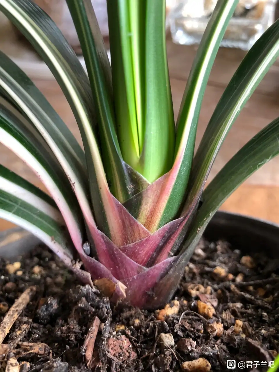 这8种花你不要乱浇水,新手种花品种推荐