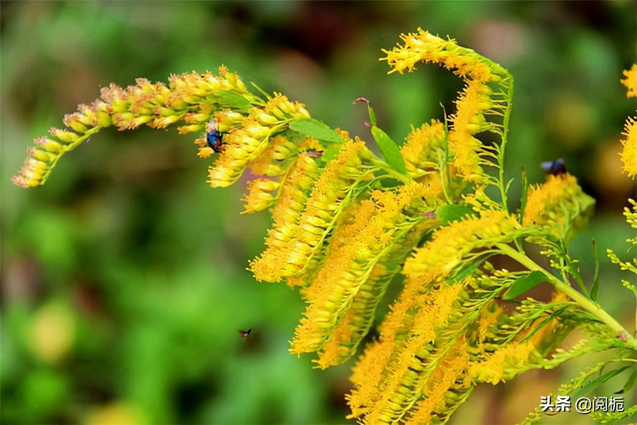 外来入侵物种，除了加拿大一枝黄花、小龙虾，你还知道哪些？