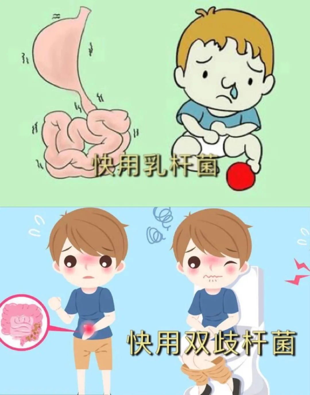 双歧杆菌和哪个菌搭配好,乳双歧杆菌和双歧杆菌有什么区别