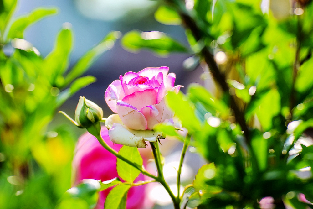 月季被称为花中皇后的故事,月季是国花还是市花