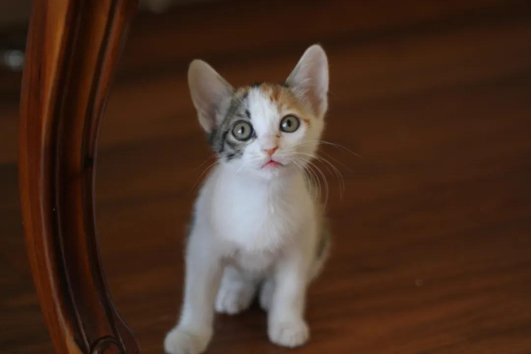 新手养猫小指南,新手养猫攻略