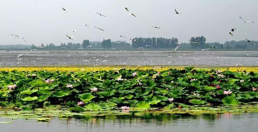 全国十大最佳赏荷好去处,沈阳赏荷花攻略