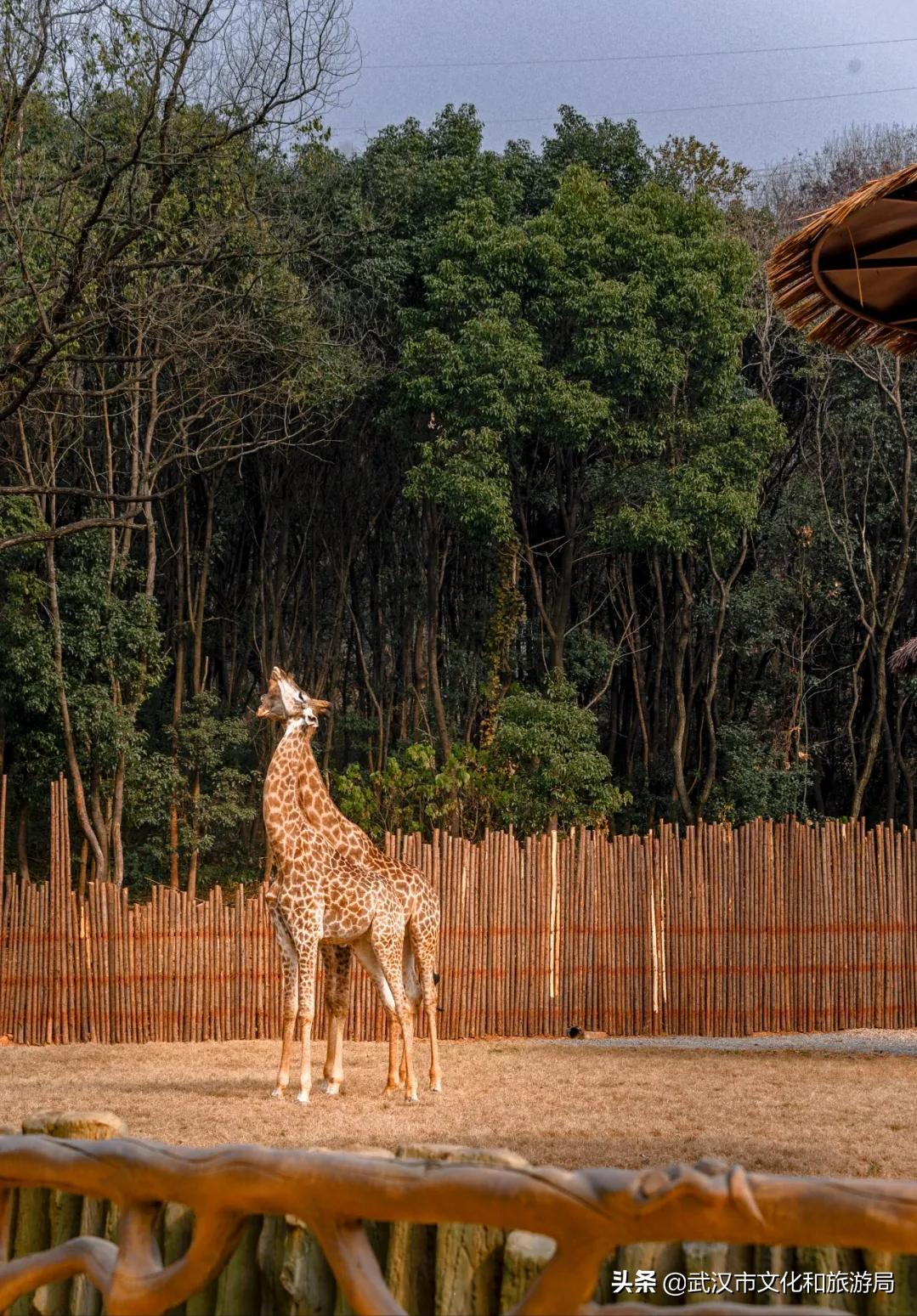 花young官方购票,花young套餐29元103g联通