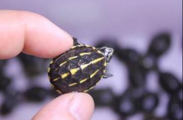 新手养龟泥龟推荐品种,麝香蛋龟是水龟还是半水龟好养些