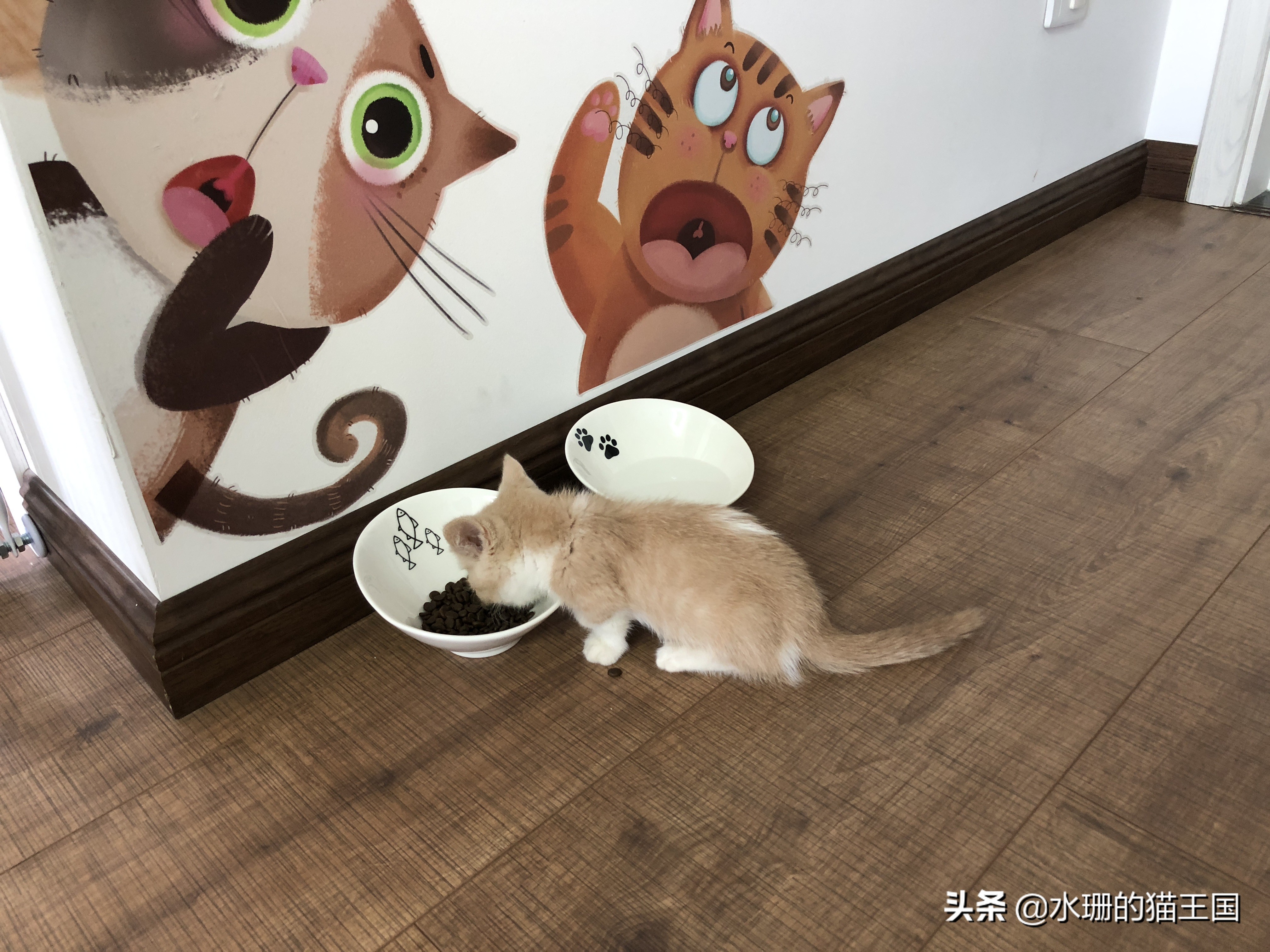 乔迁之喜带猫咪寓意,猫咪换家会出现什么情况