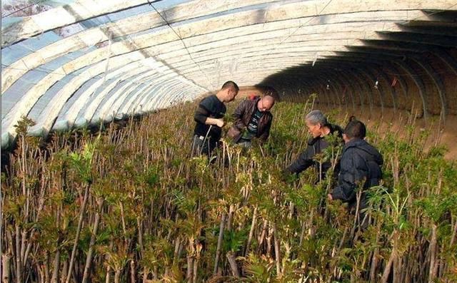 现在种植什么最好最赚钱,目前农村养什么种植什么最赚钱