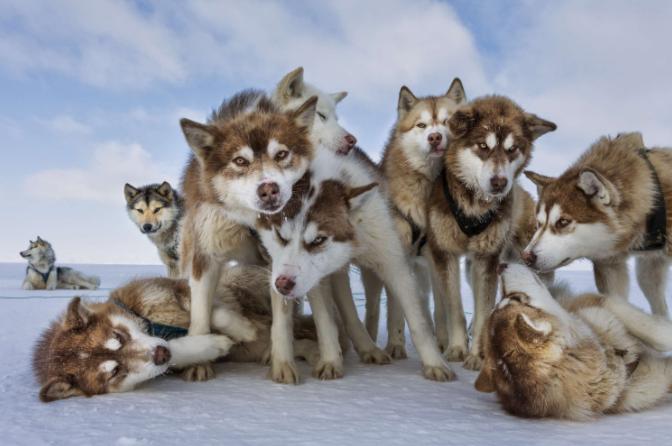 哈士奇幼犬怎么挑选,哈士奇幼犬怎么选