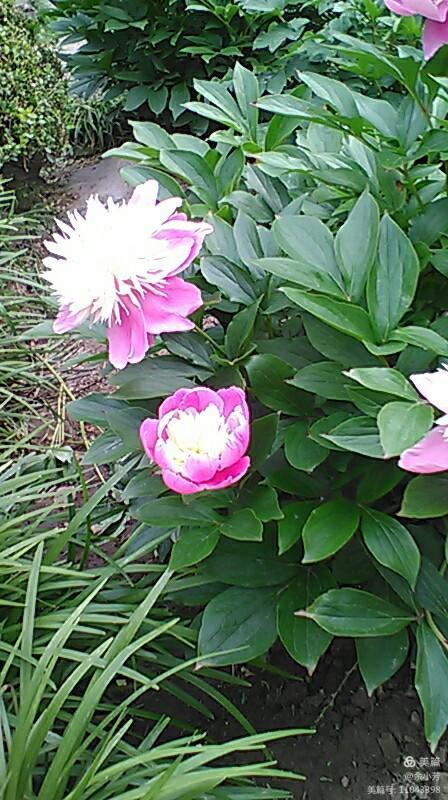 上海中山公园公寓,上海中山公园游玩攻略