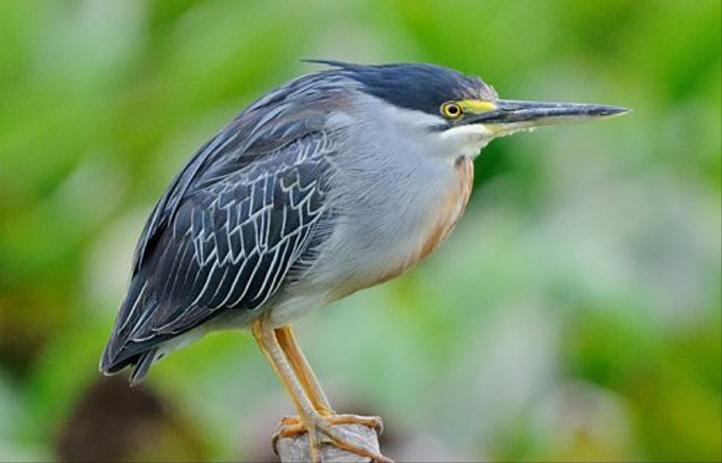 东江揽胜,惠州淡水常见鸟类图谱