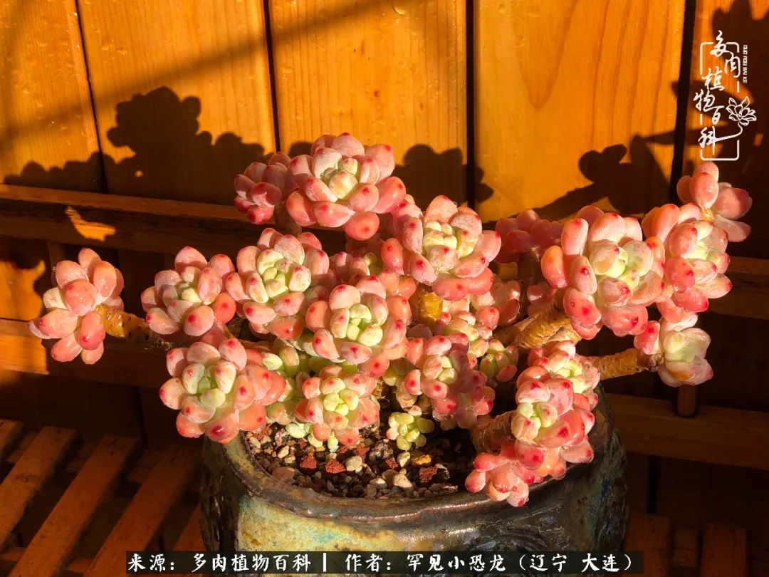 颗粒土除了种多肉还可以种什么,想养动物该怎么养