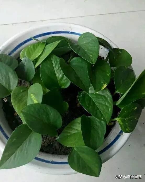 绿萝扦插的最佳方法,绿萝不用生根液怎样生根