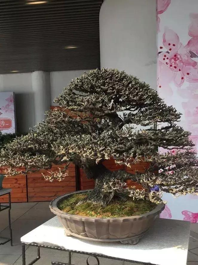 西北盆景树种100种,最值得收藏的六种盆景树种是哪种