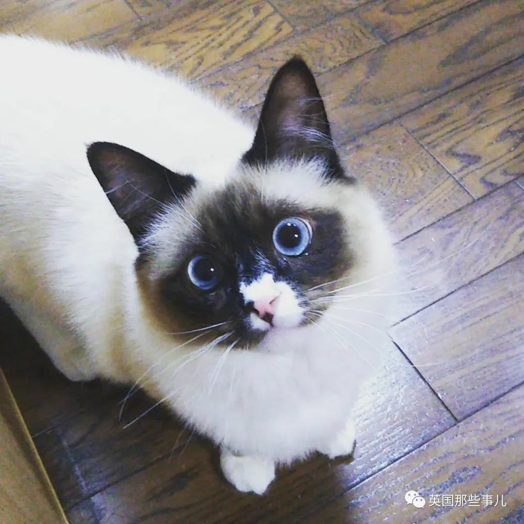 养暹罗猫会得什么病吗,养暹罗猫就像开盲盒