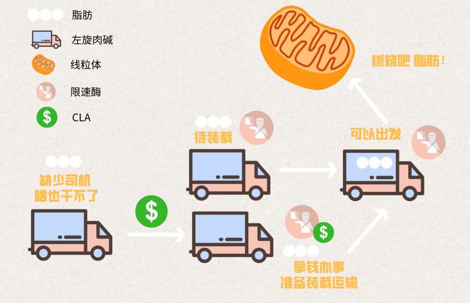 左旋肉碱和共轭亚油酸,左旋肉碱减肥药减肥靠谱吗