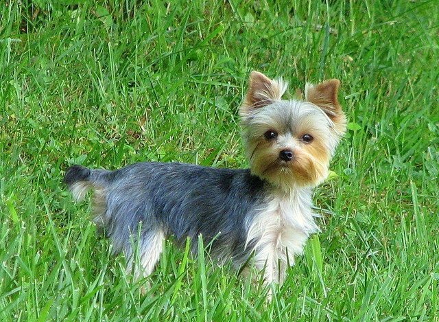 最有颜值的几种小型犬,什么品种的小型犬长大后最难看