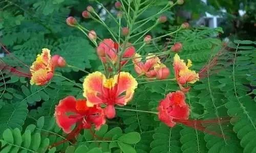 全国56个城市市花一览,56个市的市花