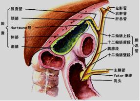 突发肚子疼呕吐是阑尾炎吗,突发恶心腹痛是什么原因