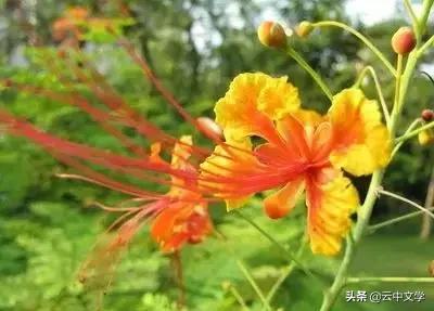 花语大全100种花图片,100种花的花语太全了