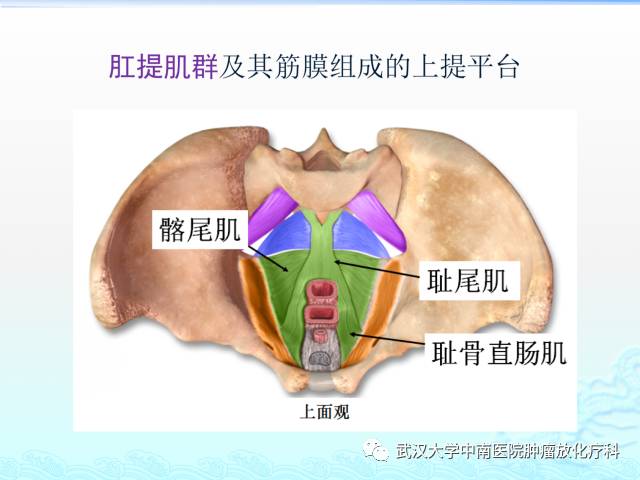 女性盆腔解剖与断层影像