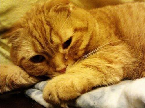 猫咪狗狗眼屎多是怎么回事,狗狗眼睛红肿是怎么回事