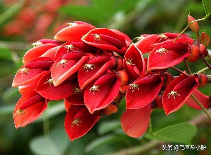 涓栫晫鍚勫浗浠ｈ〃鍥借姳,鍚勫浗鍗佸ぇ鍥借姳鍥剧墖