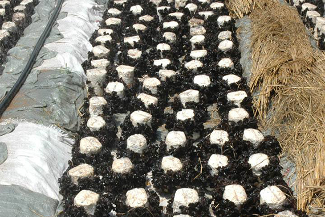 黑木耳培植的重点工作在哪里?3分钟让你掌握黑木耳的种植技术