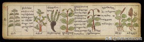 西方国家古代没有中药怎么治病,古代人生病都吃什么药