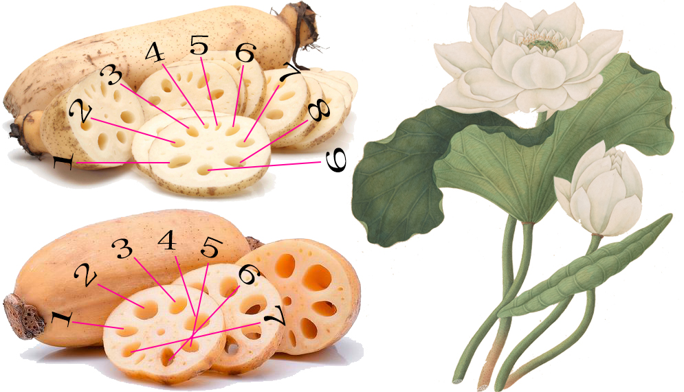 探索荸荠︱以及西关“泮塘五秀”是什么、何为江南“水八仙”?