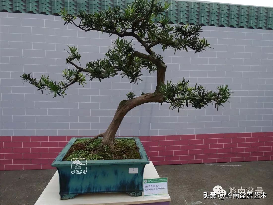 开运招财，非其莫属！清风雅韵，当之无愧！