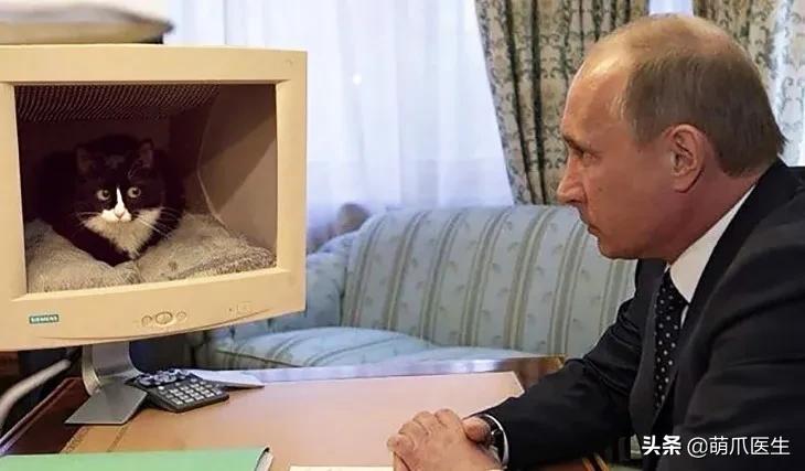 论猫对狗的影响力有多大,论猫有多优雅