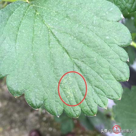 螨虫怎么解决,蔬菜螨虫防治用药