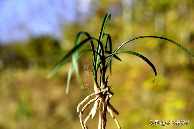 兰花怎样施肥用什么肥,兰花如何施肥最佳