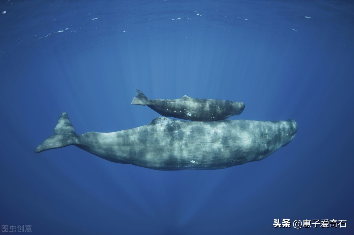 怎么辨别海边捡到的龙涎香,海边捡到的龙涎香是不是自己的