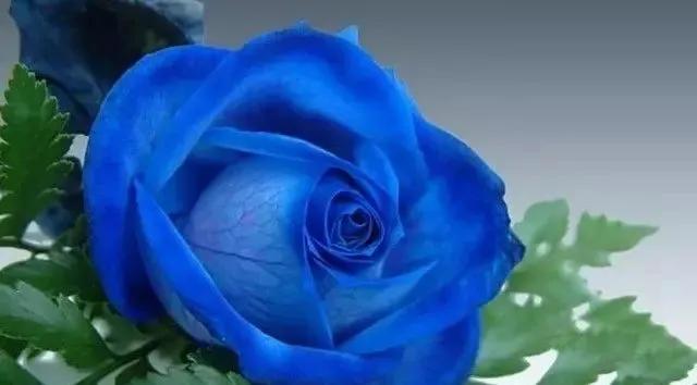 给大家介绍一下玫瑰品种,玫瑰的品种及特点介绍