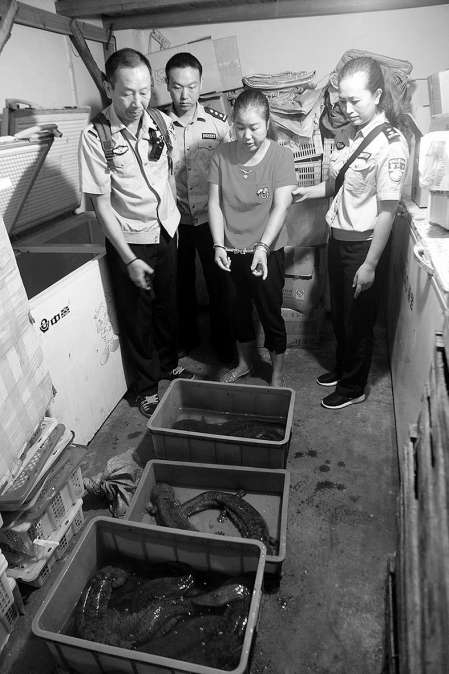 野猪跨越台湾海峡,野猪横跨长江