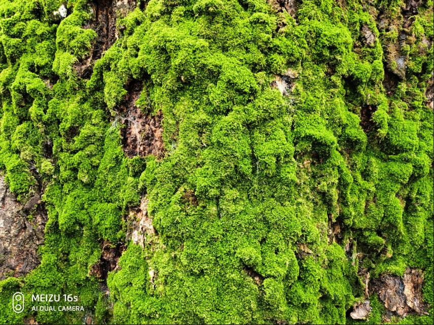 拍照手机xsm,魅族目前拍照最好的手机