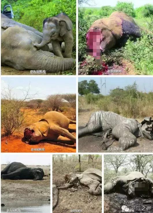 这几种纪念品千万不要买,十大禁止带回家的纪念品