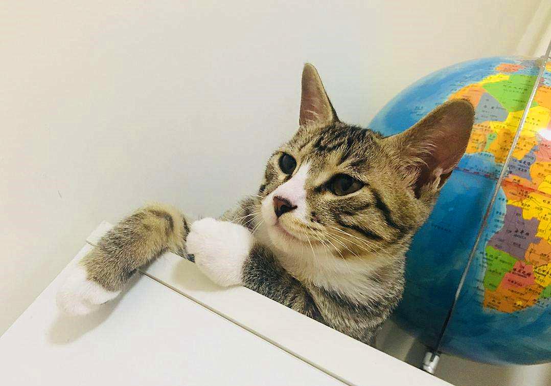 猫咪为什么会传染严重的猫疾病,猫咪传染猫咪的病有哪些症状