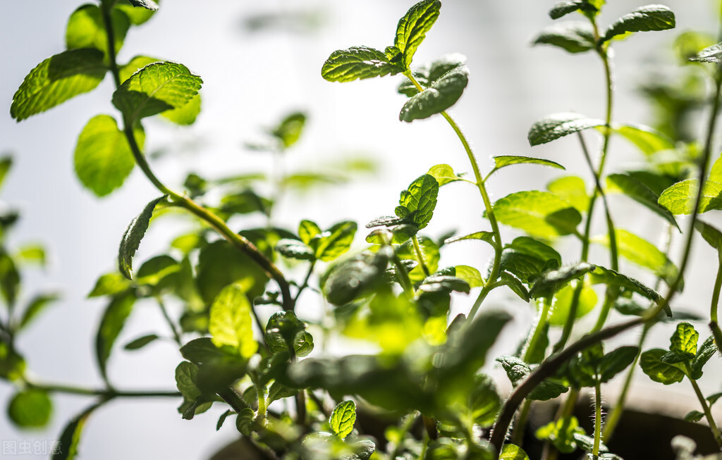 养薄荷会出现哪些问题,养薄荷为什么会死