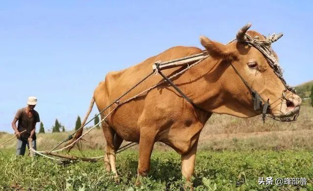 涔℃潙鎸叴铚滆渹鍙戝睍,铚滆渹鍔╁姏涔℃潙鎸叴