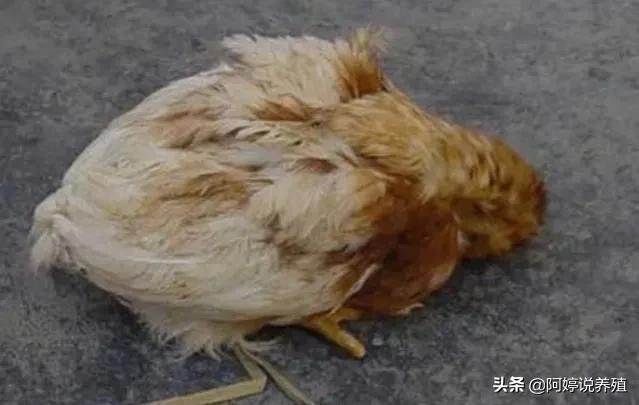 鸡群发生瘟疫用什么药,鸡群发病防治方法